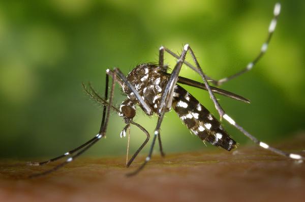 【新冠肺炎】被蚊咬會感染新冠肺炎病毒？美國研究蚊傳播病毒結果公開