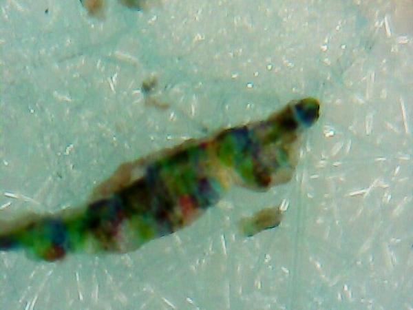 【新冠肺炎】化學博士K Kwong驗一款疑港產口罩 用顯微鏡放大驚現毛髮加碎昆蟲