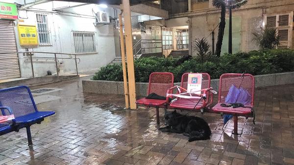 【颱風海高斯】唐狗8號風球下流落深水埗街頭 綁在椅子扶手被逼淋雨全身濕透