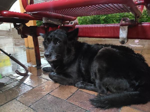 【颱風海高斯】唐狗8號風球下流落深水埗街頭 綁在椅子扶手被逼淋雨全身濕透