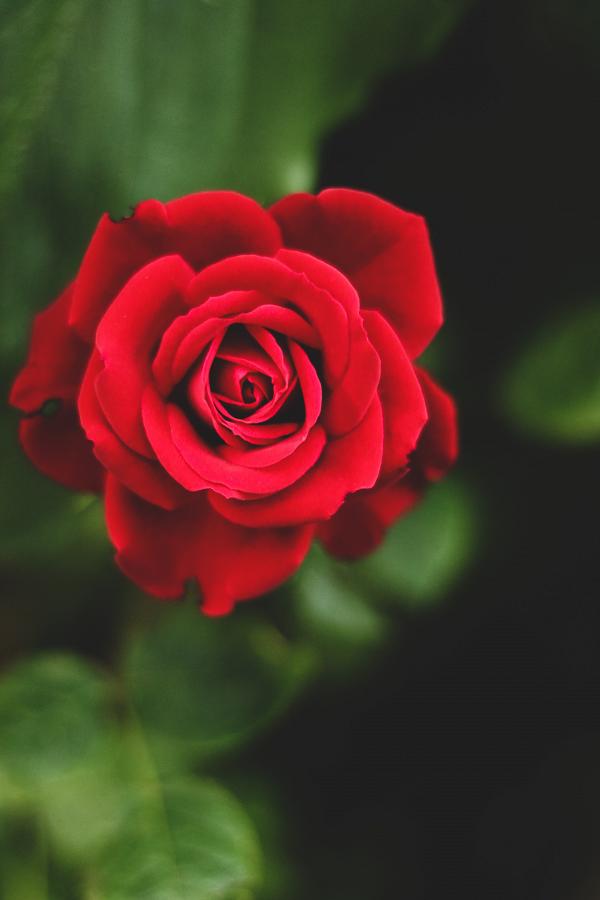 【情人節2021】10大浪漫愛情花語曖昧表白都啱用 送花不止紅玫瑰！繡球花/滿天星表愛意