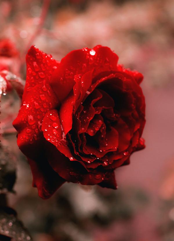 【情人節2021】10大浪漫愛情花語曖昧表白都啱用 送花不止紅玫瑰！繡球花/滿天星表愛意