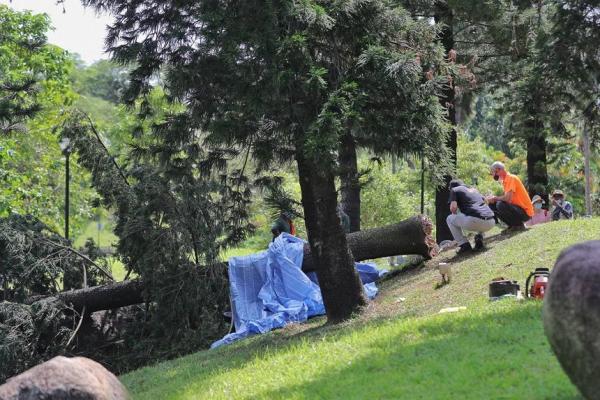 戴降噪耳機跑步聽唔到大樹倒塌聲 38歲女公園晨跑慘被樹木當場壓死