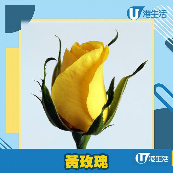 不少人都知黃玫瑰的花語代表拒絕的愛、甚至分手，所以送黃玫瑰並不是表達愛意之選。