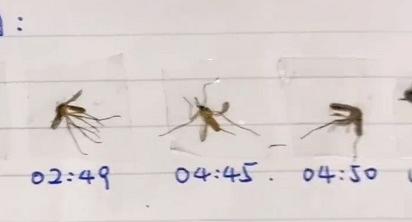 男子每晚被蚊子咬失眠 凌晨打蚊3小時 製「標本日記」貼蚊屍