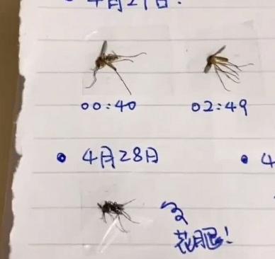 男子每晚被蚊子咬失眠 凌晨打蚊3小時 製「標本日記」貼蚊屍
