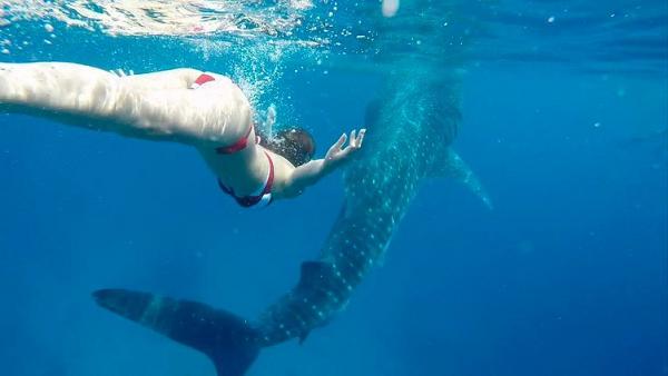 前TVB新聞主播梁凱寧PO泳衣相大晒驕人身材 玩深海浮潛著紅色比堅尼搶眼過旁邊條鯨鯊