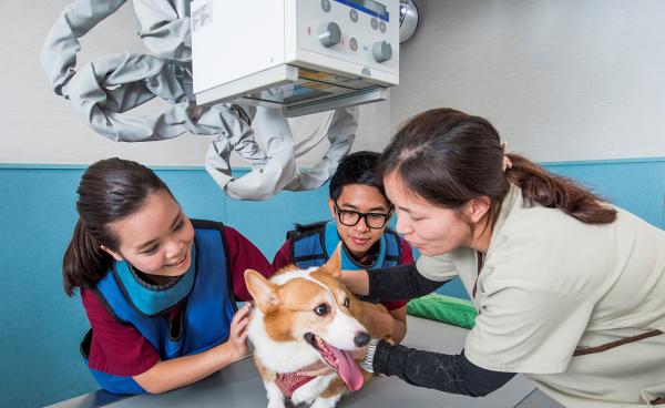 城大推出貓狗新冠病毒檢測服務！正研究為確診主人提供支援 隔離期間暫代照顧寵物