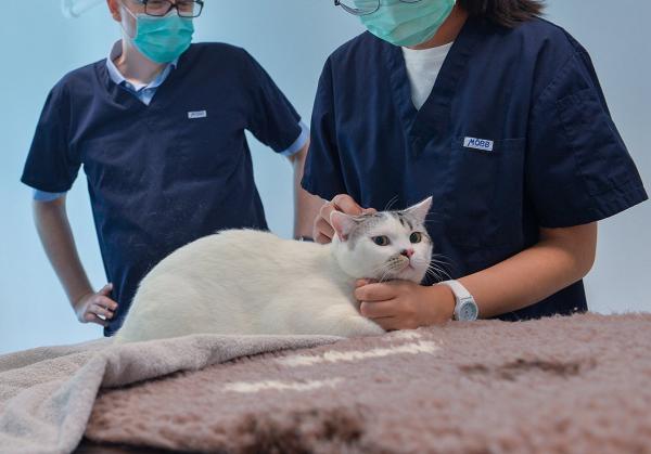城大推出貓狗新冠病毒檢測服務！正研究為確診主人提供支援 隔離期間暫代照顧寵物