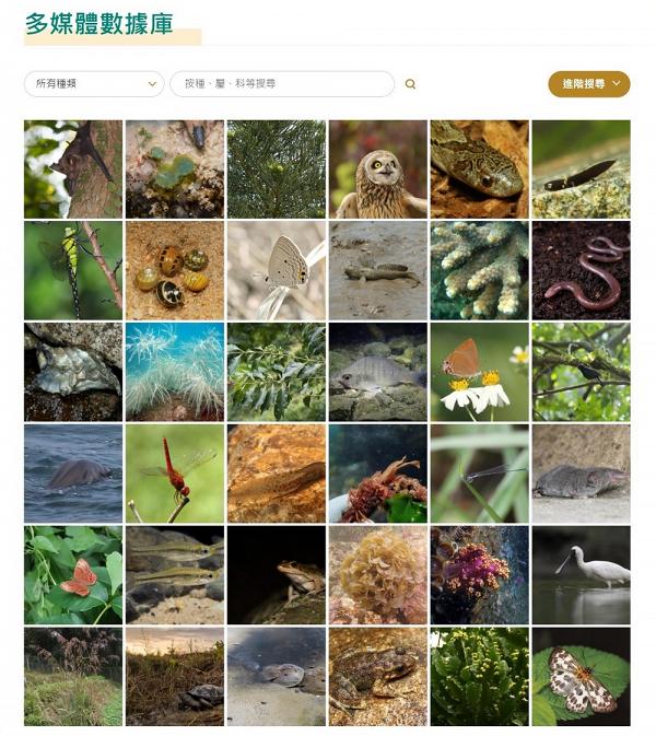 香港生物多樣性資訊站 推出教育活動平台 帶你認識本地生物多樣性