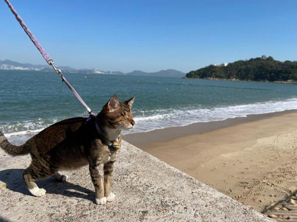 獸醫助護領養小盲貓 帶牠去街看世界