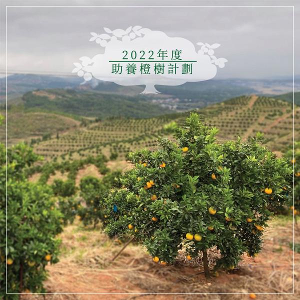橙樹助養計劃｜香港展翔果園推出橙樹助養計劃！助養者可替「和橙」樹命名、保證收成216個橙