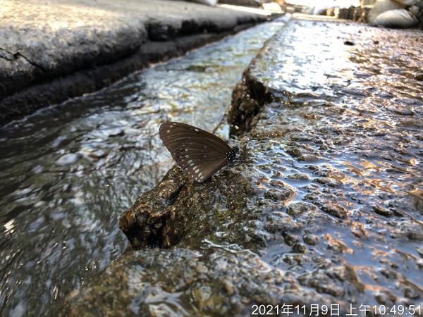 佐敦谷明渠活化為330米「河畔城市」設觀景台 變身「港版清溪川」成逾10種蝴蝶棲息地