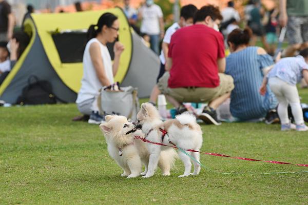 激鬥遙控車 寵物瑜伽 露營觀星 六大公園活動慶回歸