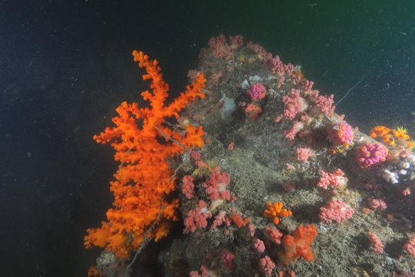 浸大團隊全球首次發現三個珊瑚新物種！樹型筒星珊瑚/紫肉筒星珊瑚/綠壁筒星珊瑚