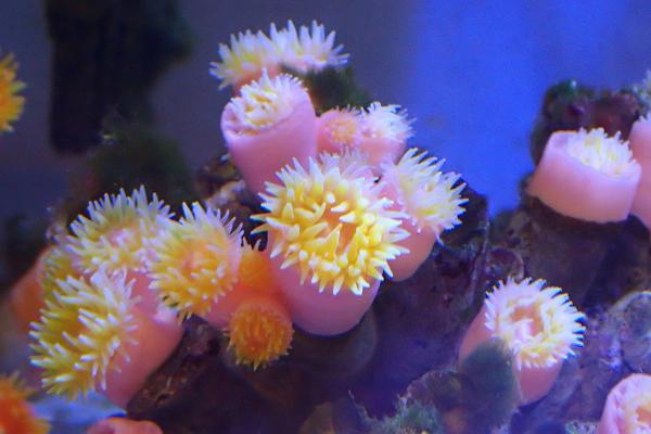 浸大團隊全球首次發現三個珊瑚新物種！樹型筒星珊瑚/紫肉筒星珊瑚/綠壁筒星珊瑚