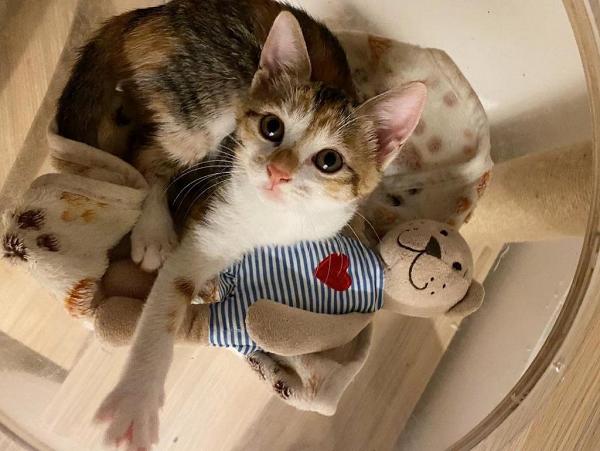 IKEA人氣公仔熱賣top 5 鯊鯊屈居亞軍 榜首深受貓主子歡迎！