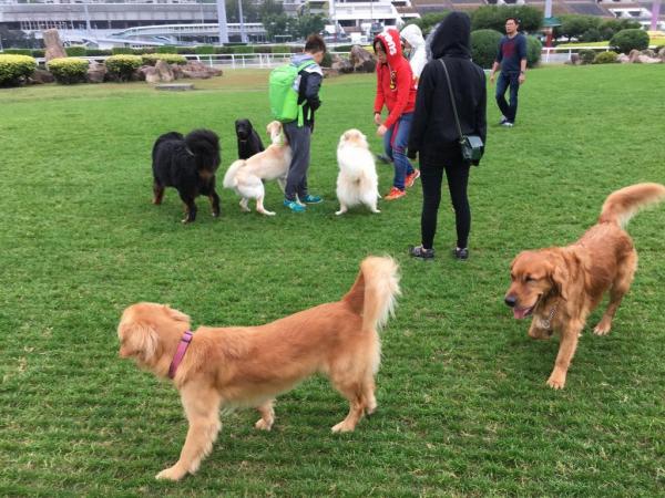 不少狗主逢假日都會帶愛犬到彭福公園散步