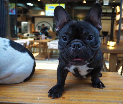 香港10大抵食寵物友善餐廳推薦！ 貓狗專屬營地/無敵大海景/狗狗好去處