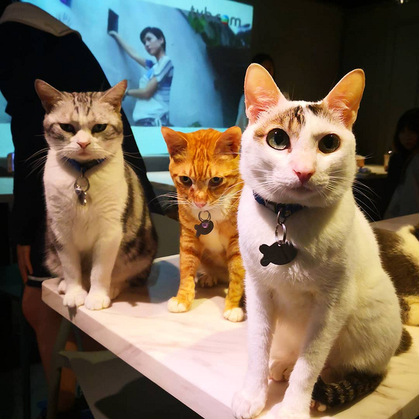 【貓Cafe】香港7間特色貓貓cafe推介 提供領養服務粉紅少女風/和風榻榻米/戶外露台座位