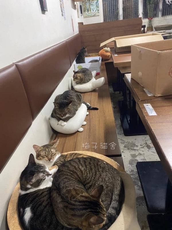 【貓Cafe】香港7間特色貓貓cafe推介 提供領養服務粉紅少女風/和風榻榻米/戶外露台座位