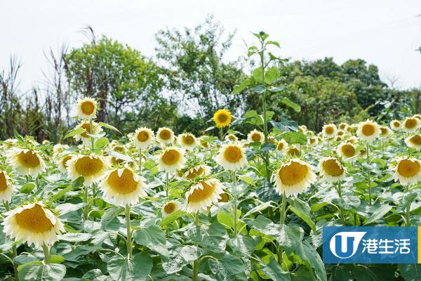 【元朗好去處】元朗3萬5千呎向日葵花海綻放 3大掃街推介！麻辣涼皮/爆潟蟹籽冷麵/泰式香蕉煎餅