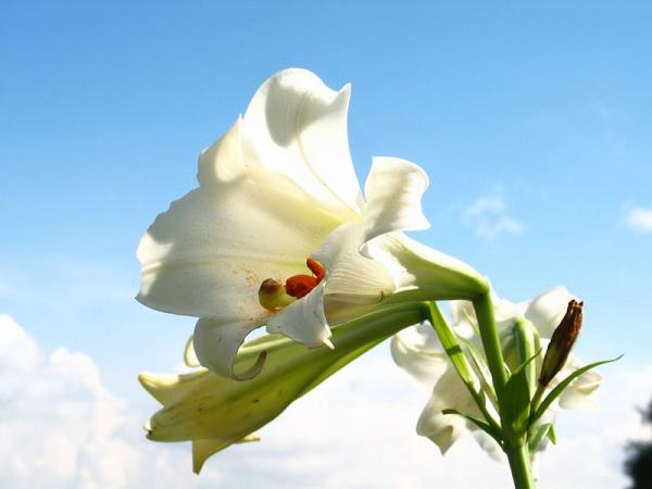 【假日好去處】夏季3大賞花好去處+6月開花預測！紫色馬纓丹花田/萬壽菊花海/嘉道理農場