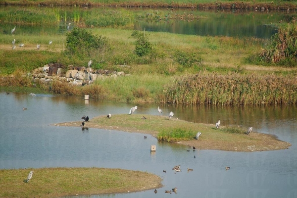 每年的 10 月至 3 月，許多季候鳥視米埔及濕地公園的保護區範圍為南方的家園。 ( 孫靜雯攝 )