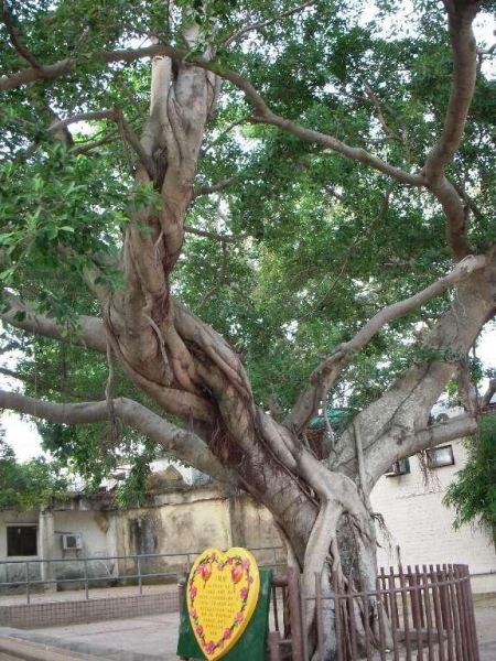 此心願樹已有上百歲，據說一婦人曾於祈福後轉運，來到自然要許個願。（陸嘉鈴攝）