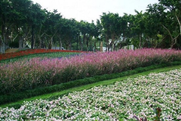 一排排的花卉種得井井有條，恍如香港「小富良野」。