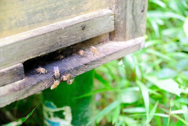 等待上菜時，不妨參觀一下農莊的蜂箱，聽聽老闆大談養蜂之道和往事。