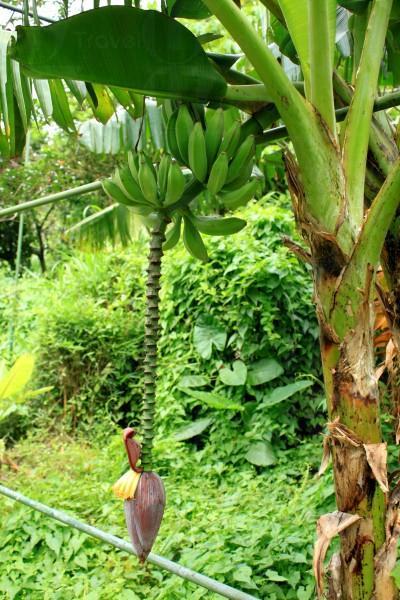 農莊內種有多種水果、香草，當中有木瓜、士多啤梨、檸檬等，此乃香蕉。