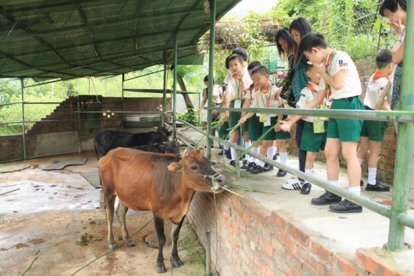 農莊內飼養著黃牛、白兔得小動物，參觀者可購買飼料餵牠們。