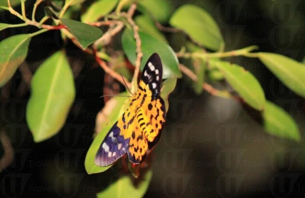 另一款在米埔容易見到的昆蟲名為豹尺蛾，因為身上斑店似豹紋而命名。（關璇攝）