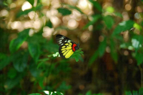 園內有許多蝴蝶，拿著相機靜靜走近，不難捕捉。