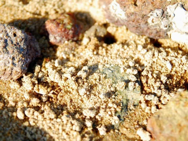 泥灘裡活躍的小蟹，紅樹林內有豐富生態資源。