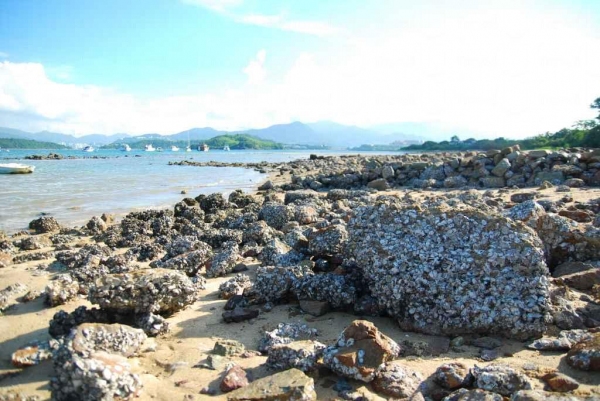 沙灘的石頭滿布蠔殼。