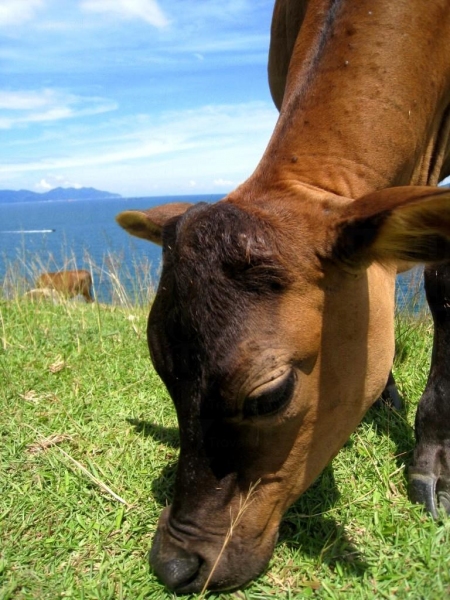 這些小牛應該出生不久，牛媽媽已很放心讓牠們自己四處吃草，可見塔門的確是牛隻的安樂窩。