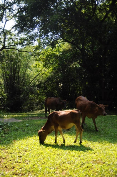 村外的草地現已成為了牛群居所。