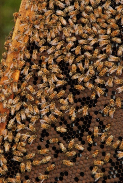 養蜂員展示蜂巢和蜜蜂，嚇得我們嘩嘩叫。