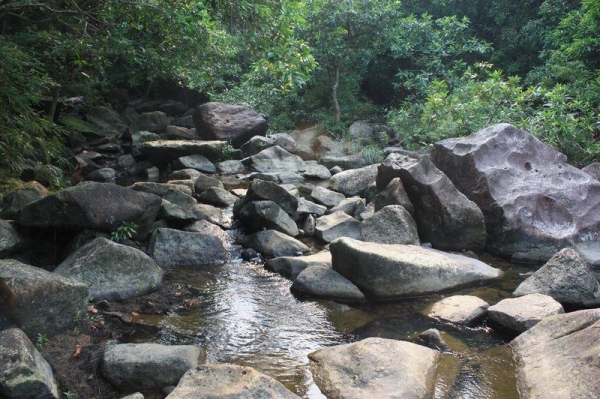 前往紅樹林的路要經過溪澗，踏過石頭時緊記小心滑倒。
