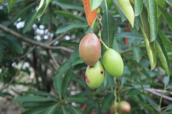 這是山林中常見的芒果，含用劇毒，吃下有機會致死。