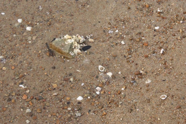 沙灘佈滿貝殼，緊記觀賞過後要放回原處。