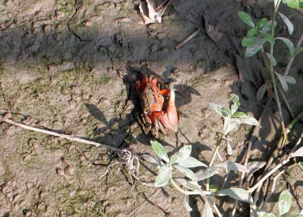 紅樹林的泥灘上常有招潮蟹和彈塗魚出沒。