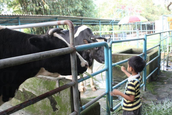 小朋友餵牛牛餵得不亦樂乎。
