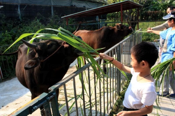 小朋友餵得不亦樂乎，牛隻亦似有無限個胃般食個不停。