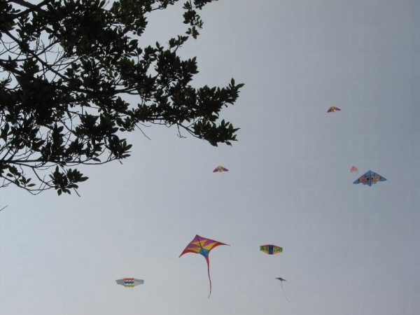 遇上好天氣的話，抬頭看盡是風箏艦隊。