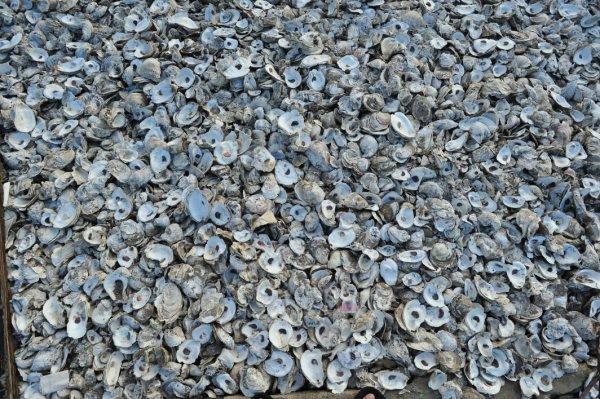 近岸的蠔灘有大量蠔殼以及招潮蟹寄居，牠們各有不同形狀。