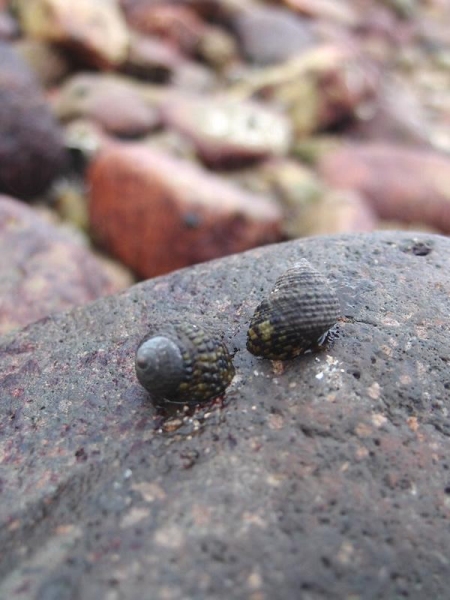 在連島沙洲上，隨便翻開一塊石頭也可發現寄居蟹的蹤跡。（Shecky 攝）