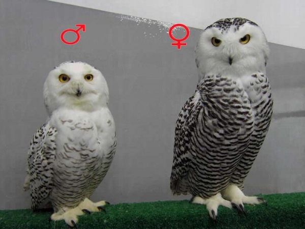 「雪鴞」一身白羽毛可抵得住零下 50 度的惡劣環境。圖左為雄性；右雌性。